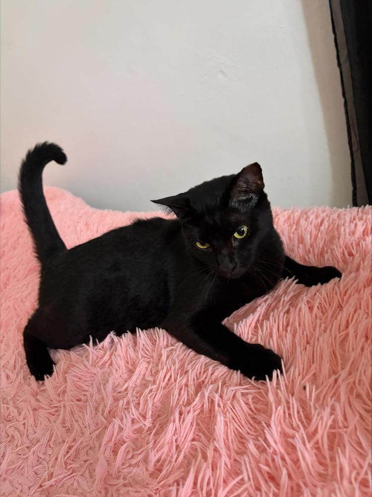 Enlarge Nini, a Adoptable Domestic Short Hair in Naranjito, PR image 3/5