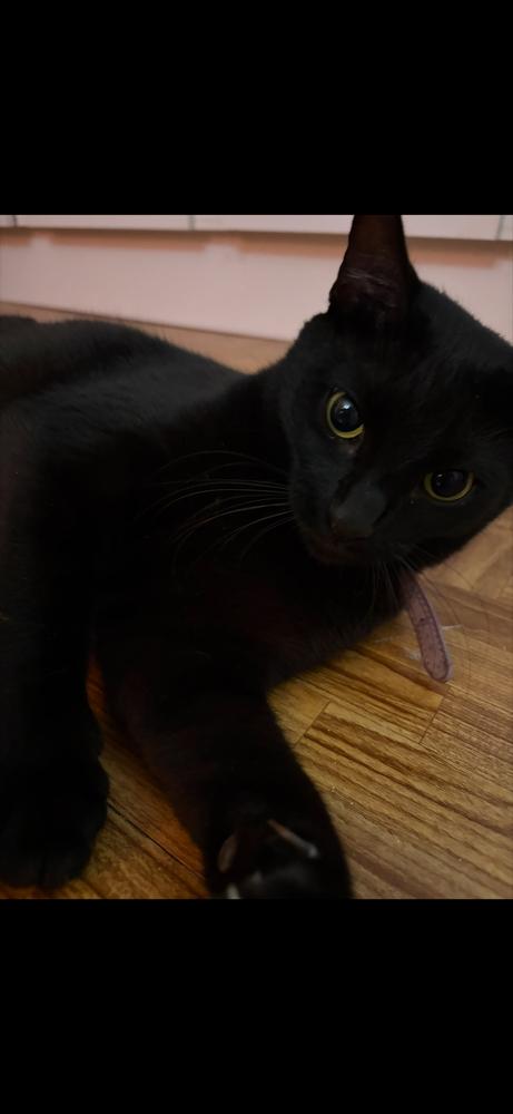 Enlarge Nini, a Adoptable Domestic Short Hair in Naranjito, PR image 4/5