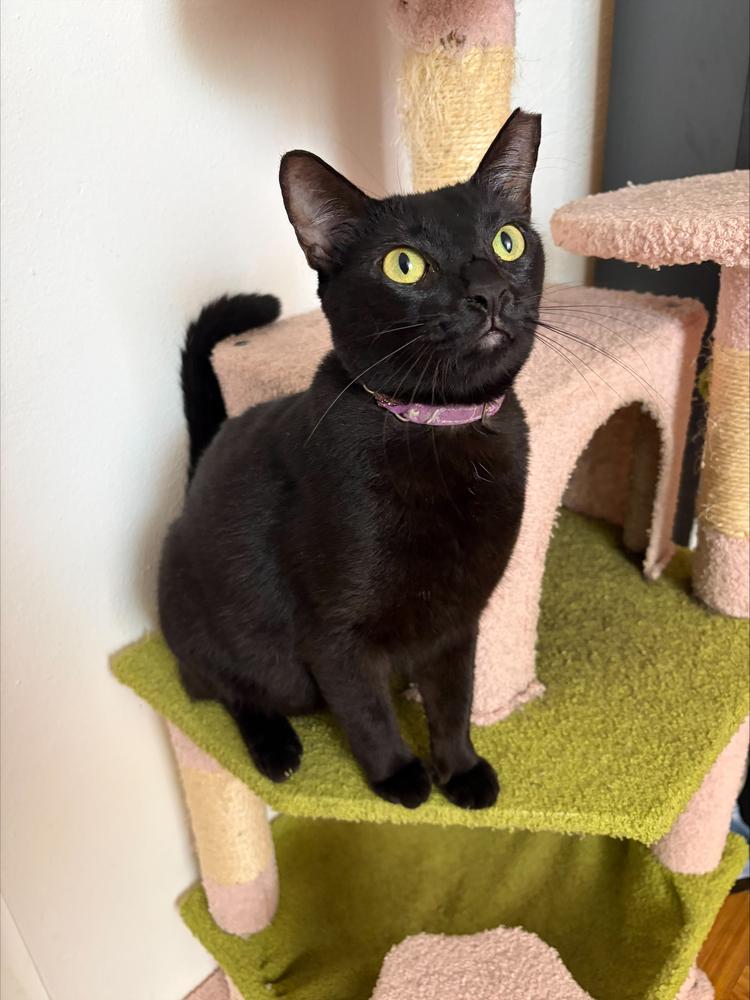 Enlarge Nini, a Adoptable Domestic Short Hair in Naranjito, PR image 5/5