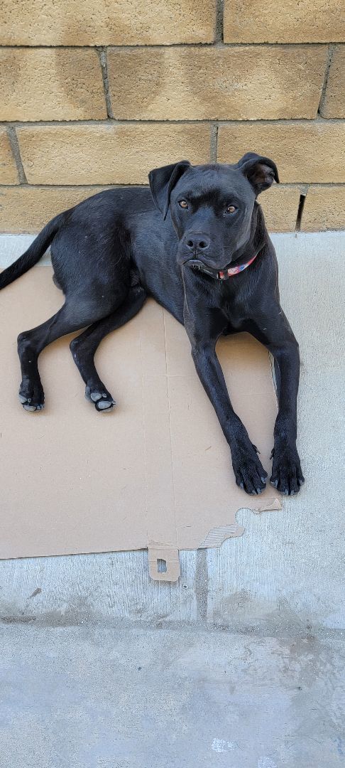 Enlarge Max - Santa Clarita, a Adoptable mixed breed in Yorba Linda, CA image 1/5