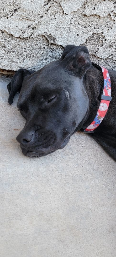 Enlarge Max - Santa Clarita, a Adoptable mixed breed in Yorba Linda, CA image 2/5