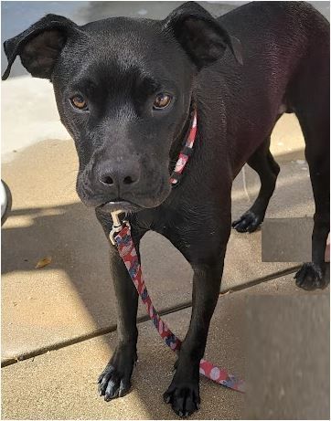 Enlarge Max - Santa Clarita, a Adoptable mixed breed in Yorba Linda, CA image 3/5