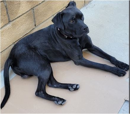 Enlarge Max - Santa Clarita, a Adoptable mixed breed in Yorba Linda, CA image 4/5