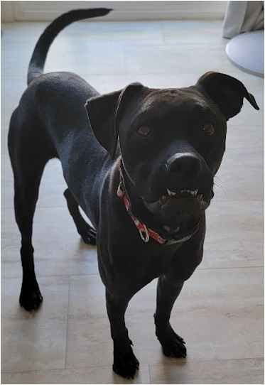 Enlarge Max - Santa Clarita, a Adoptable mixed breed in Yorba Linda, CA image 5/5