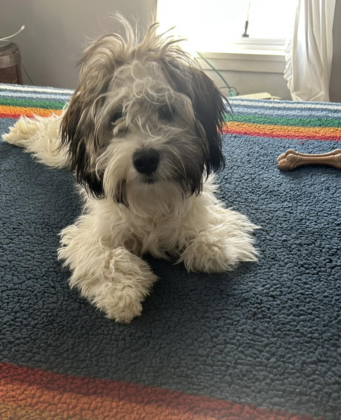 Aries, ADOPTABLE, Puppy Male Shih Tzu.