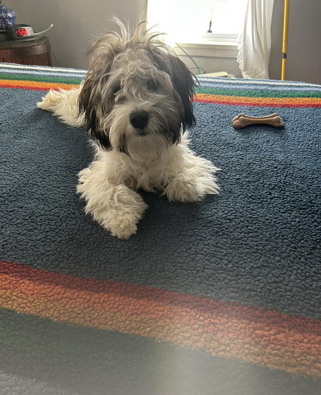 Aries, a ADOPTABLE mixed breed image 2/3