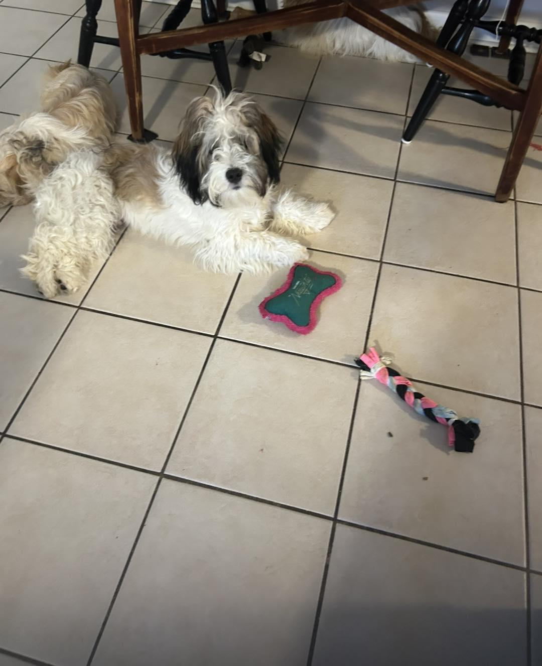 Aries, a ADOPTABLE mixed breed image 3/3