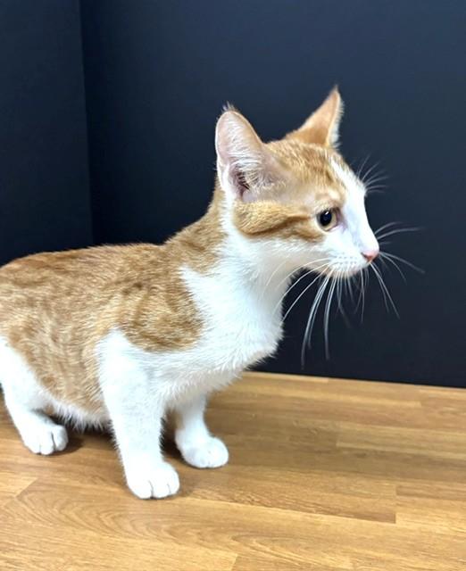 Enlarge Father's Day, a Adoptable Domestic Short Hair in Hawk Point, MO image 1/3
