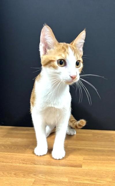 Enlarge Father's Day, a Adoptable Domestic Short Hair in Hawk Point, MO image 2/3