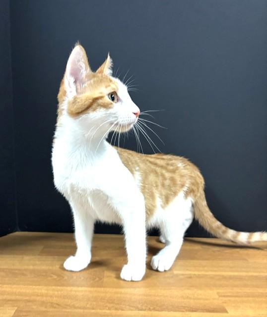 Enlarge Father's Day, a Adoptable Domestic Short Hair in Hawk Point, MO image 3/3