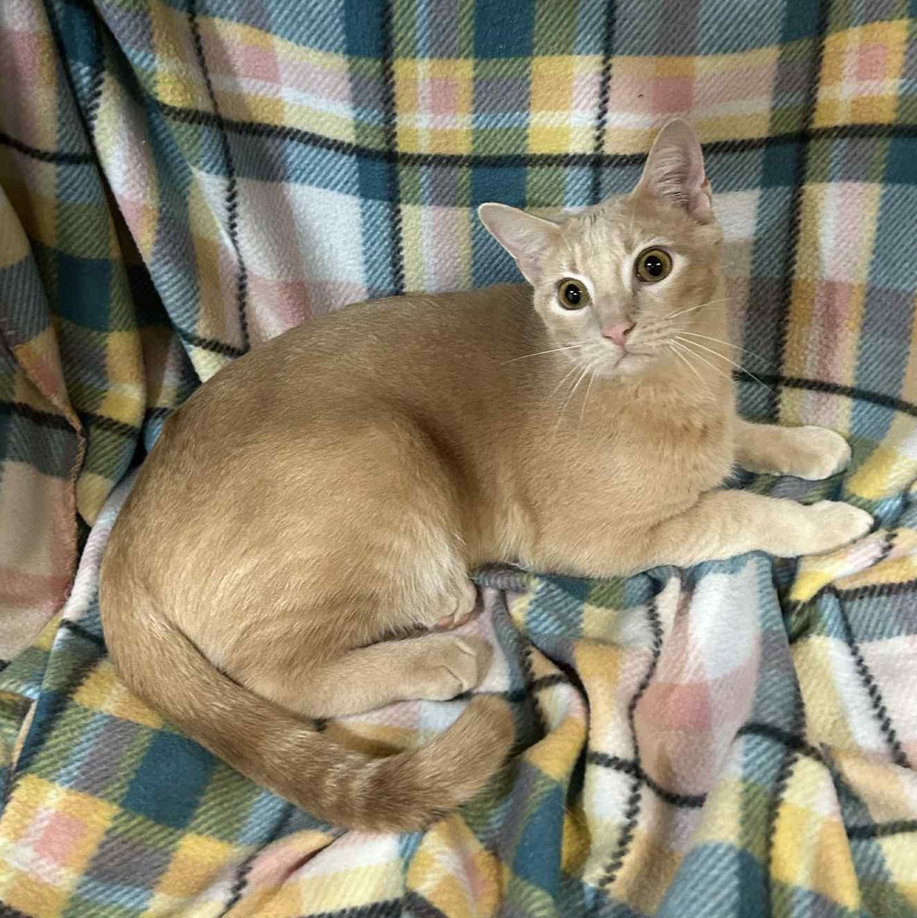 Curious George, Adult Male unknown