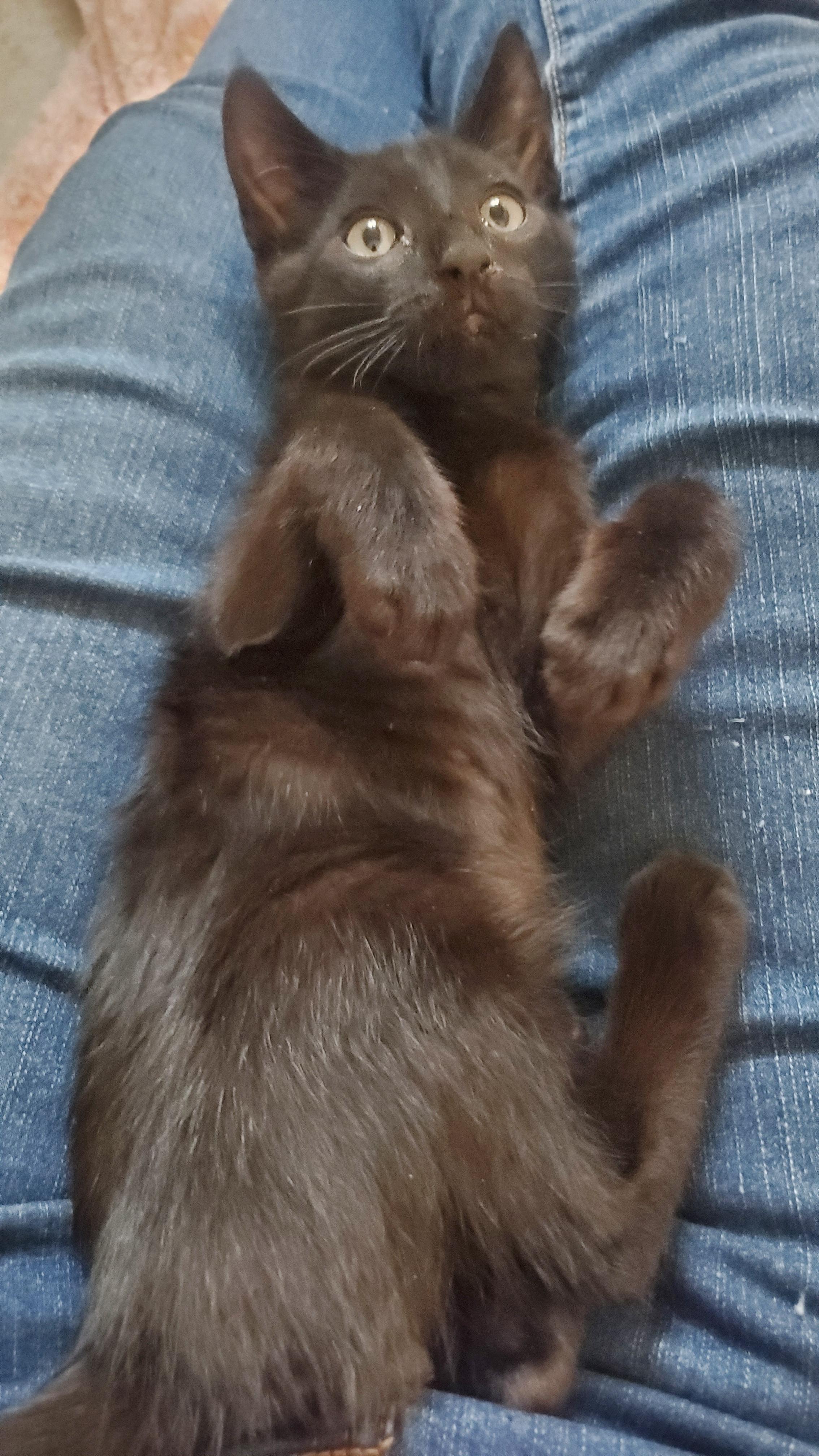 Neil & Nigel (bonded pair) 3