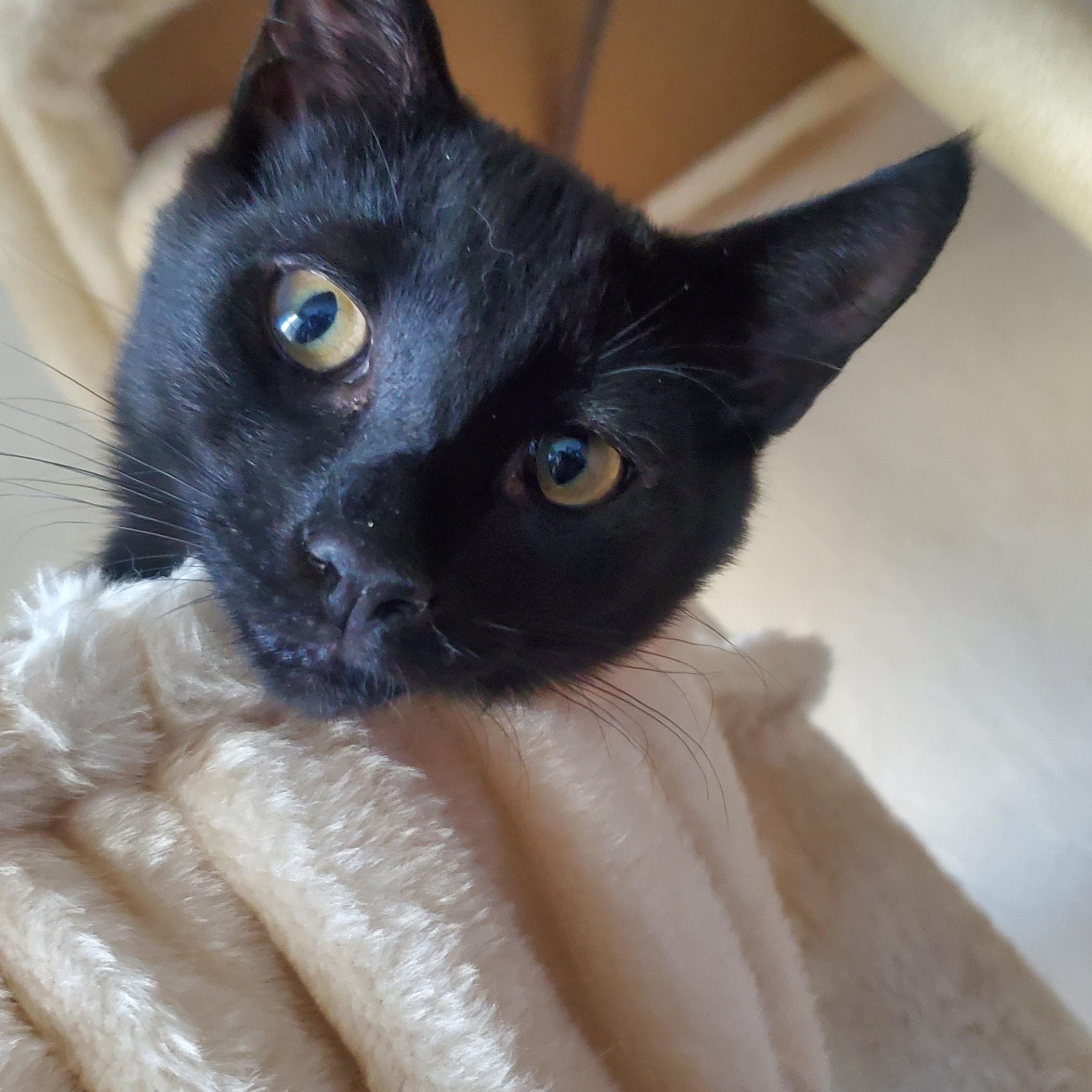 Neil & Nigel (bonded pair), Adoptable, Young Male Domestic Short Hair.