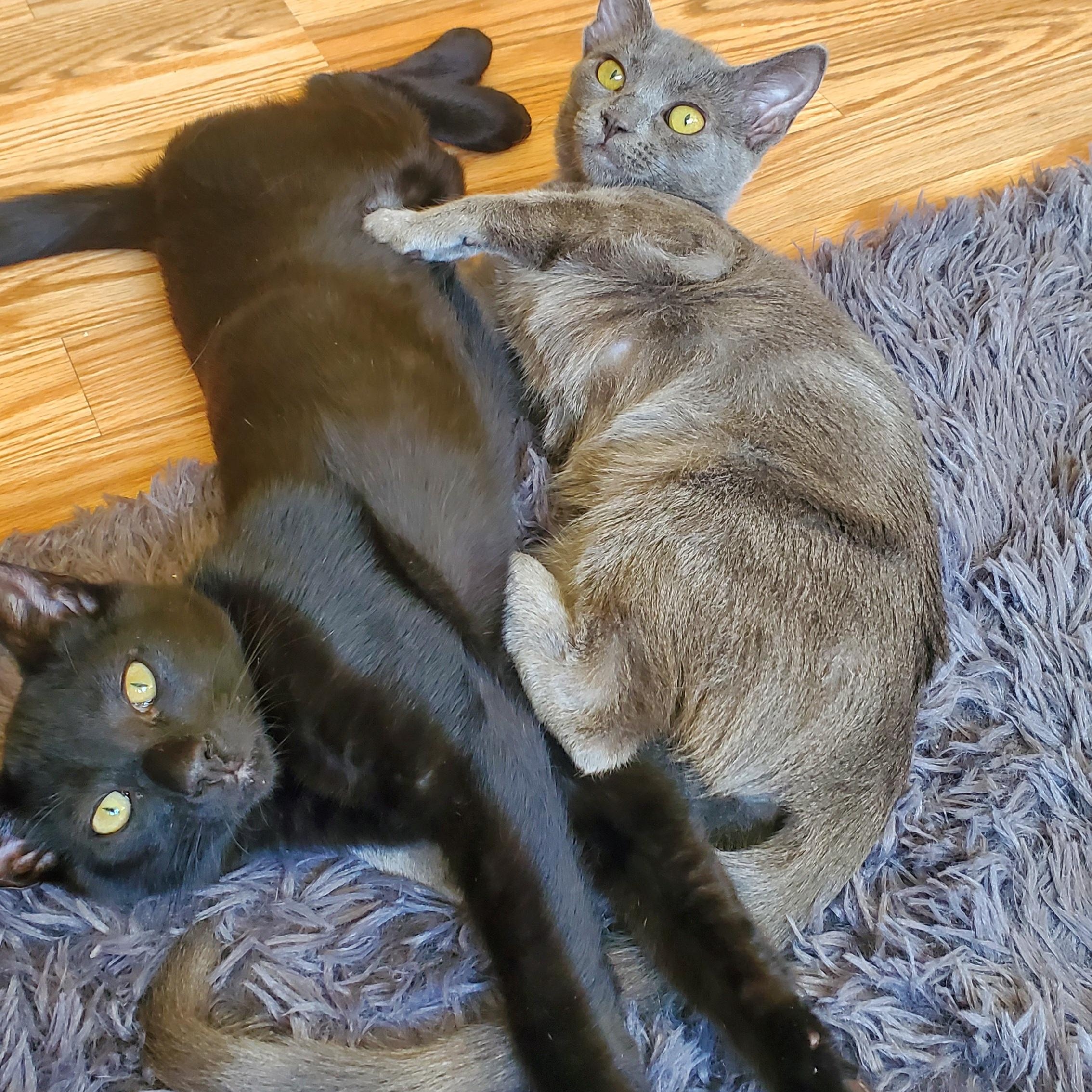 Neil & Nigel (bonded pair), a Adoptable Domestic Short Hair in Sacramento, CA image 5/6