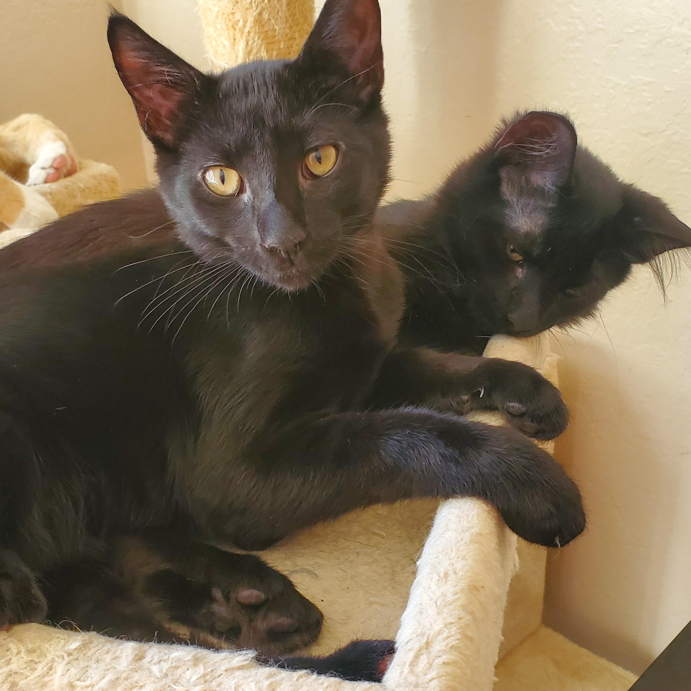Neil & Nigel (bonded pair), a Adoptable Domestic Short Hair in Sacramento, CA image 6/6