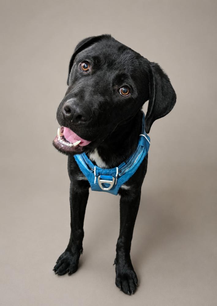 Thaddeus, Adoptable, Young Male Labrador Retriever.
