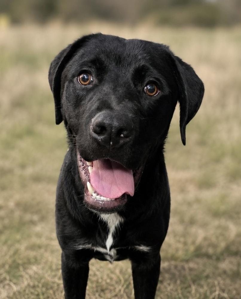 Thaddeus, a Adoptable mixed breed in Littleton, CO image 3/3