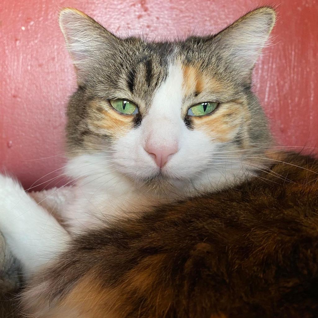 Enlarge Tarah, a Adoptable Domestic Medium Hair in Tucson, AZ image 2/4