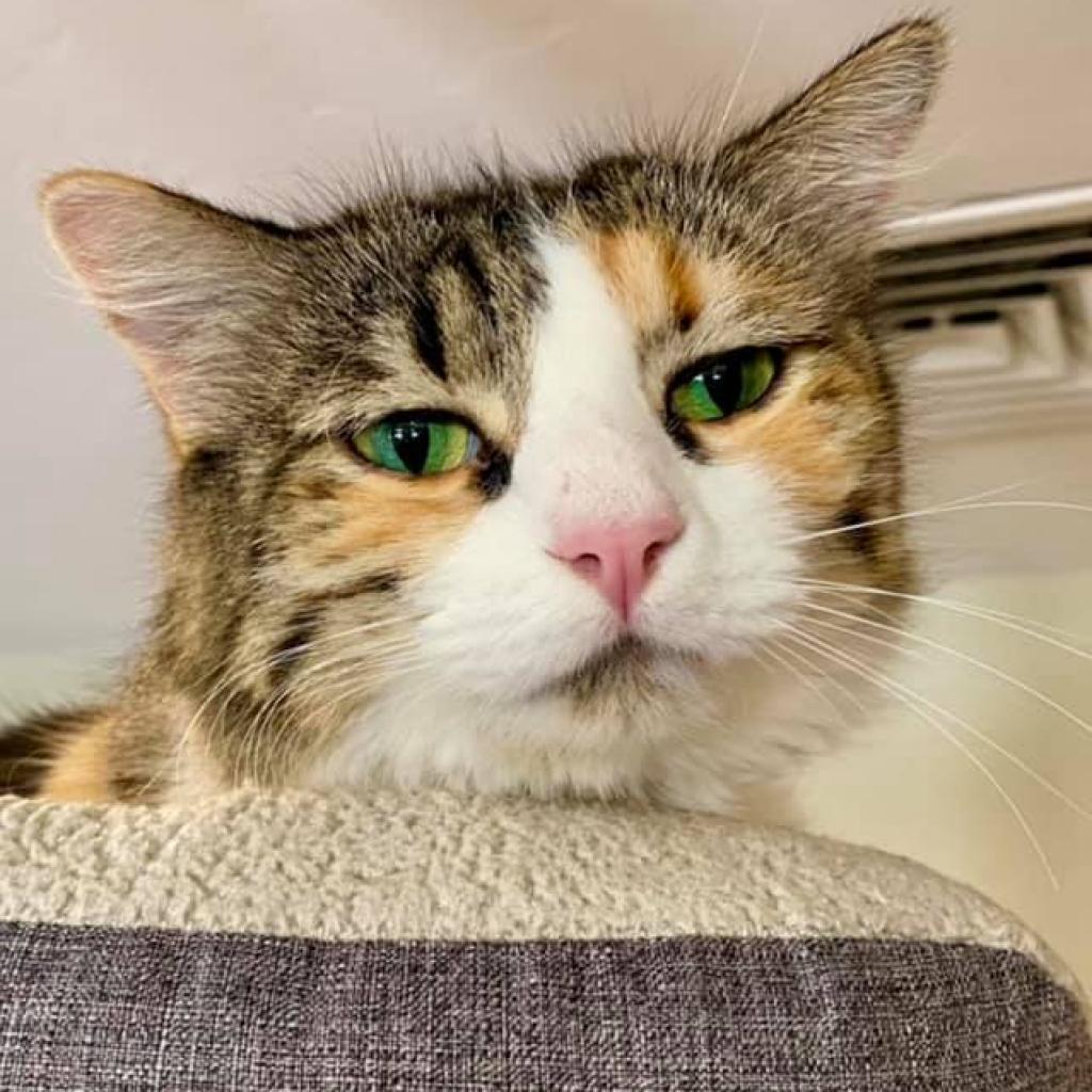 Enlarge Tarah, a Adoptable Domestic Medium Hair in Tucson, AZ image 3/4