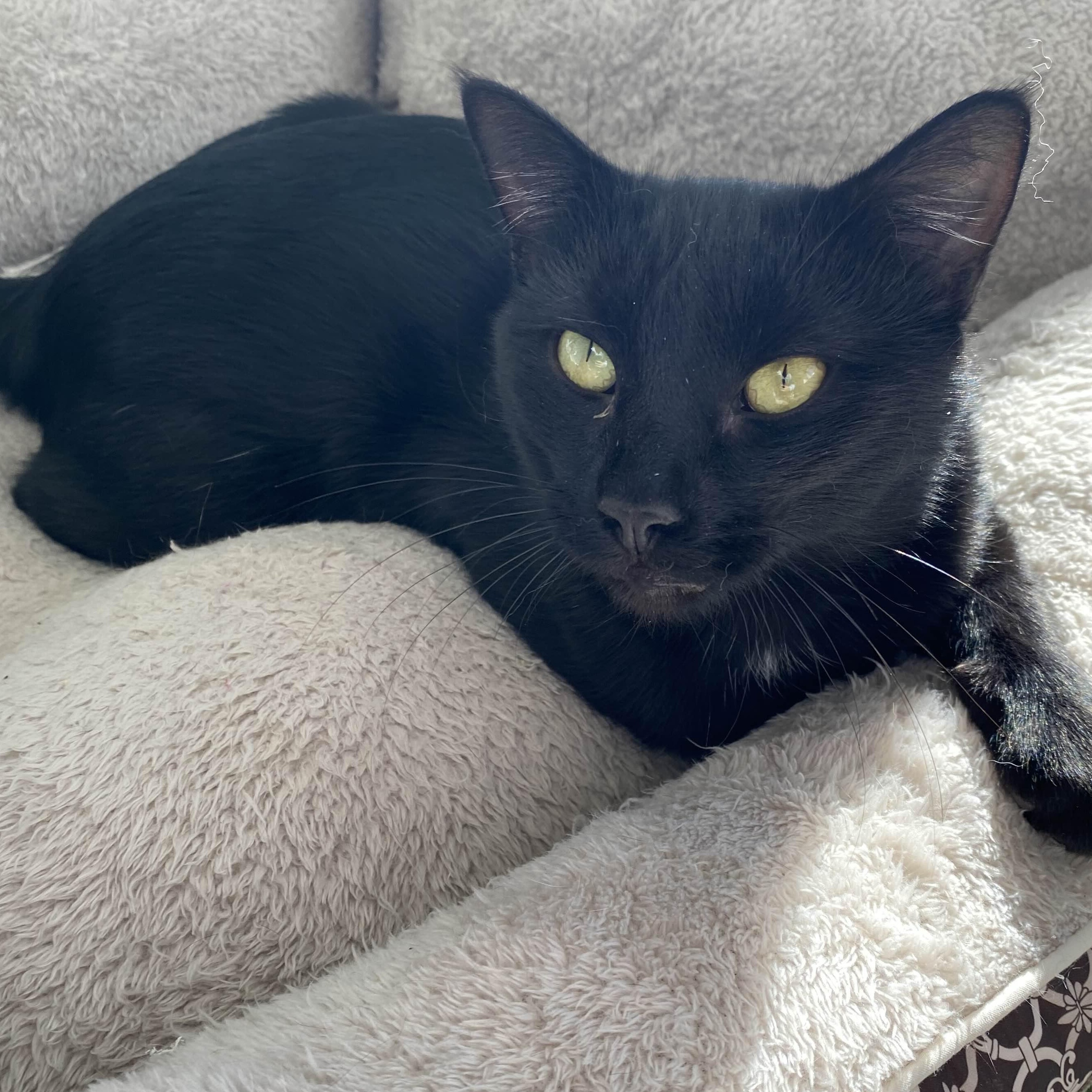 Grimoire - Personal Assistant