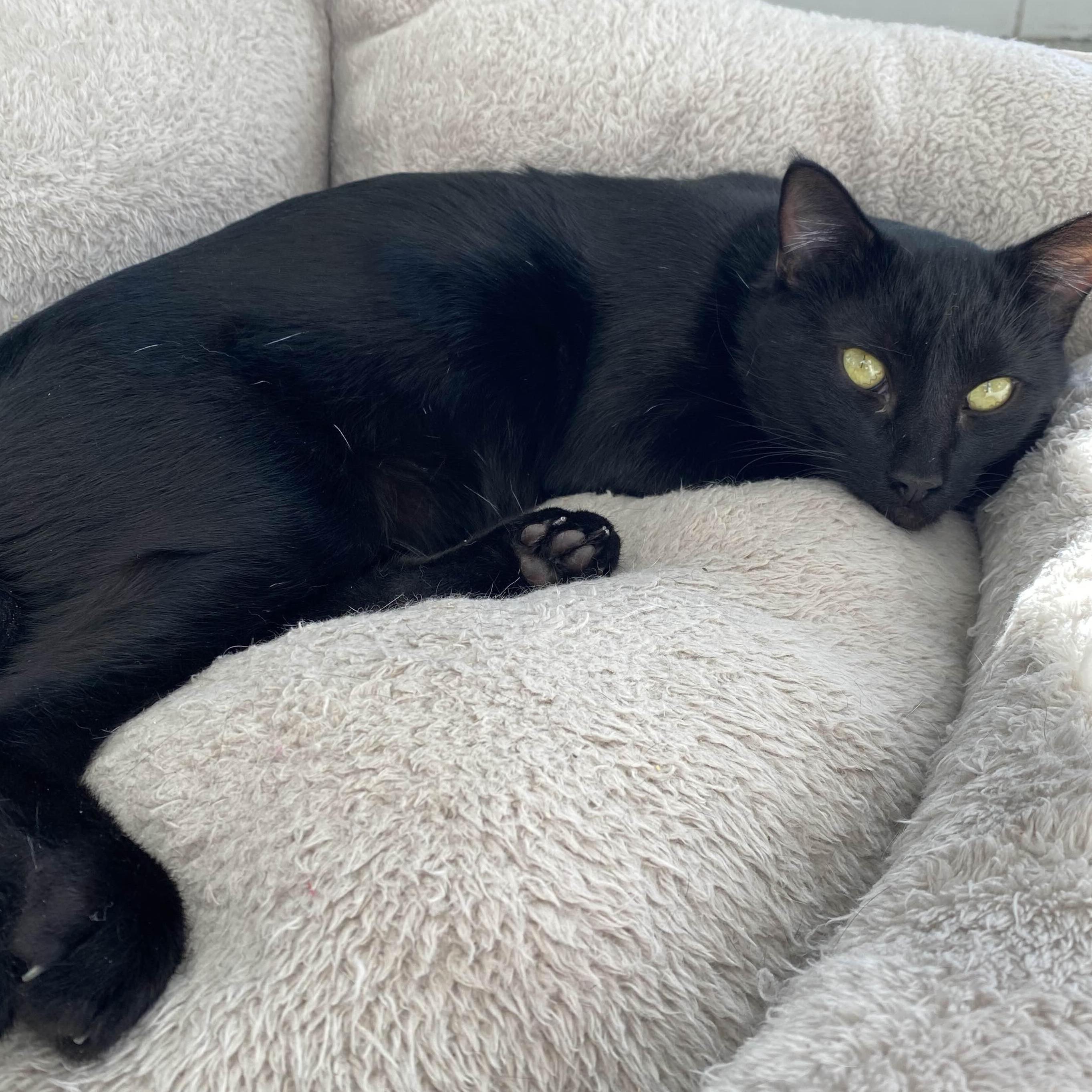 Grimoire - Personal Assistant