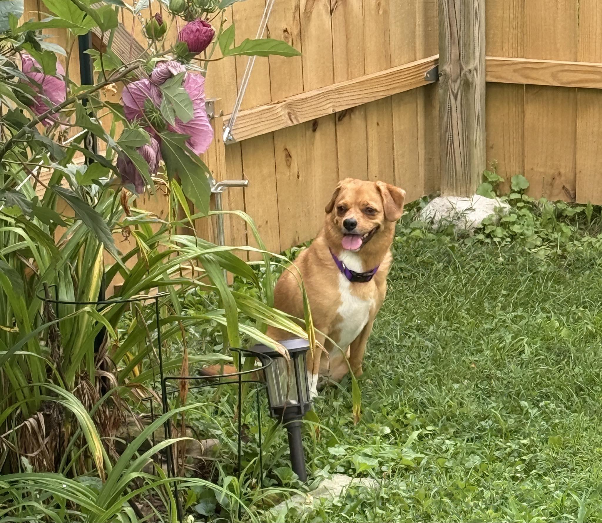 Bo, Adopted, Young Male Chihuahua & Beagle.
