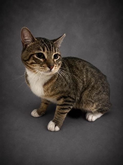 Enlarge BOOKER, a Adoptable Domestic Short Hair in Winter Haven, FL image 1/1