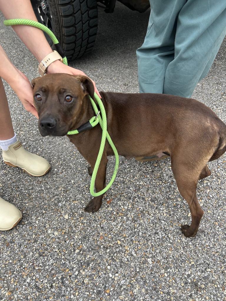 Hallie, Adoptable, Young Female Labrador Retriever.