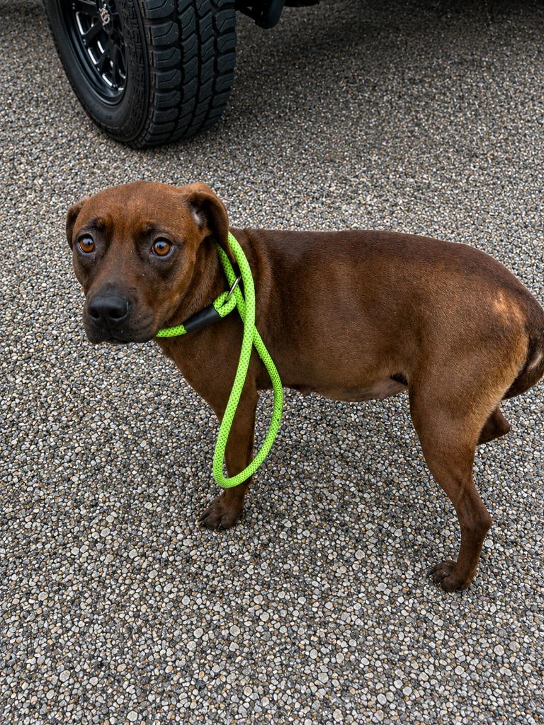 Enlarge Hallie, a Adoptable Labrador Retriever in Gautier, MS image 2/2