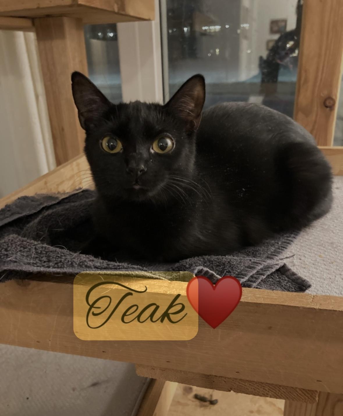 Enlarge Teak, a Adoptable Domestic Short Hair in Cleveland, OH image 1/1
