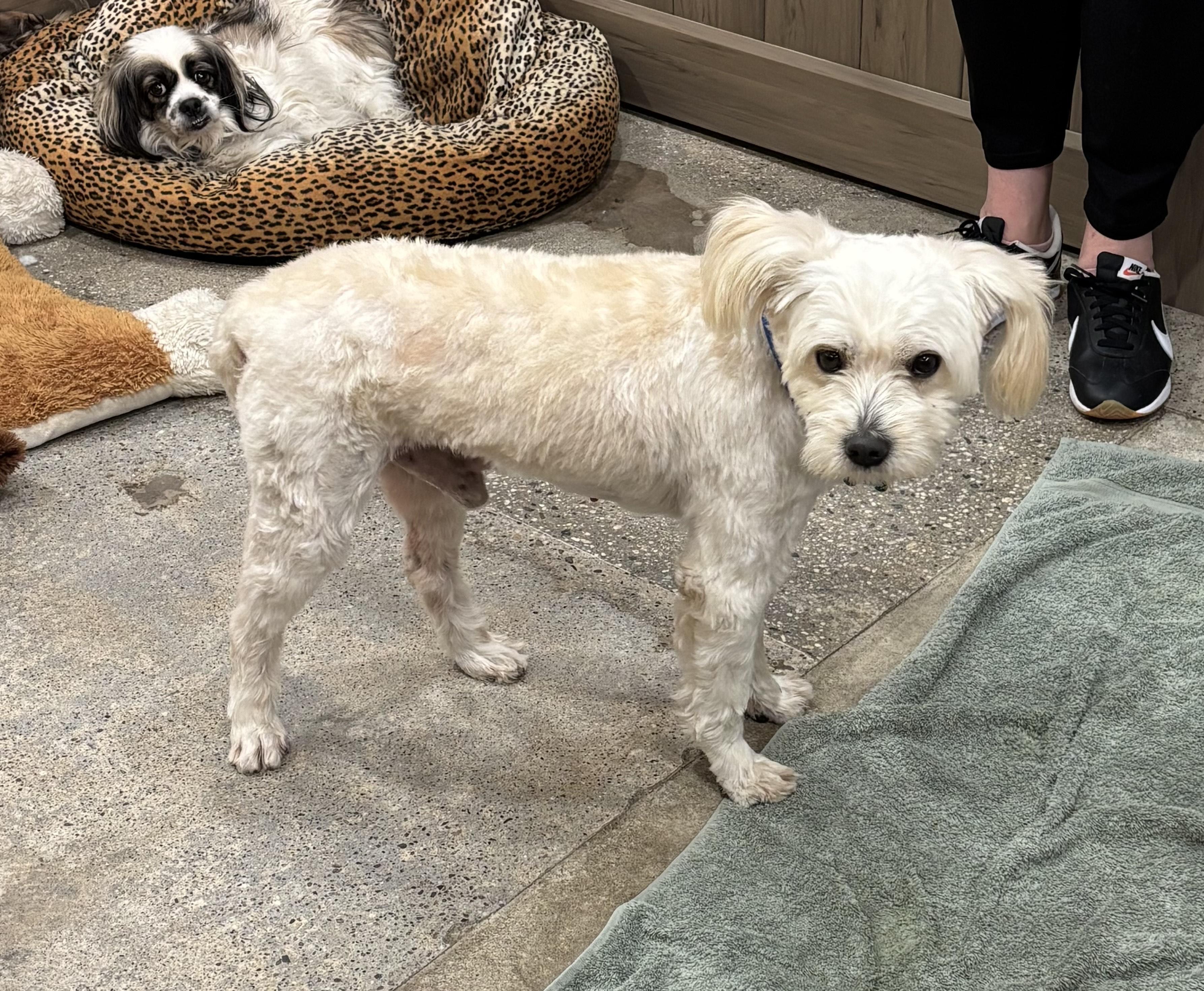 Steve Martini thumbnail 2