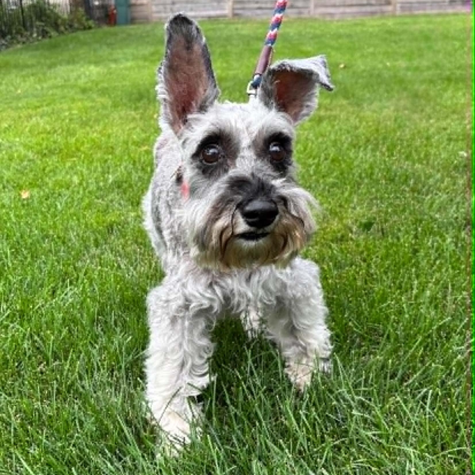 Stella - Sponsor me, Adoptable, Senior Female Miniature Schnauzer.