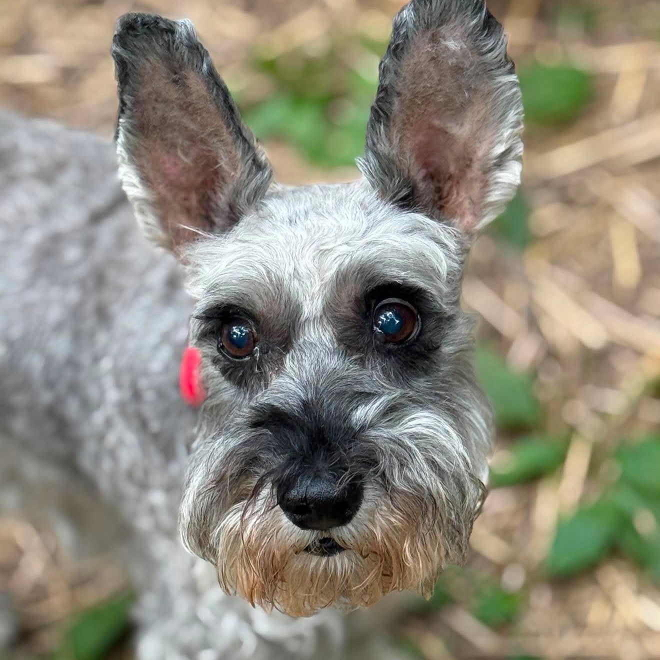 Enlarge Stella - Sponsor me, a Adoptable Miniature Schnauzer in Homer Glen, IL image 2/3