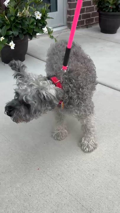 Enlarge Stella - Sponsor me, a Adoptable Miniature Schnauzer in Homer Glen, IL video 3/3