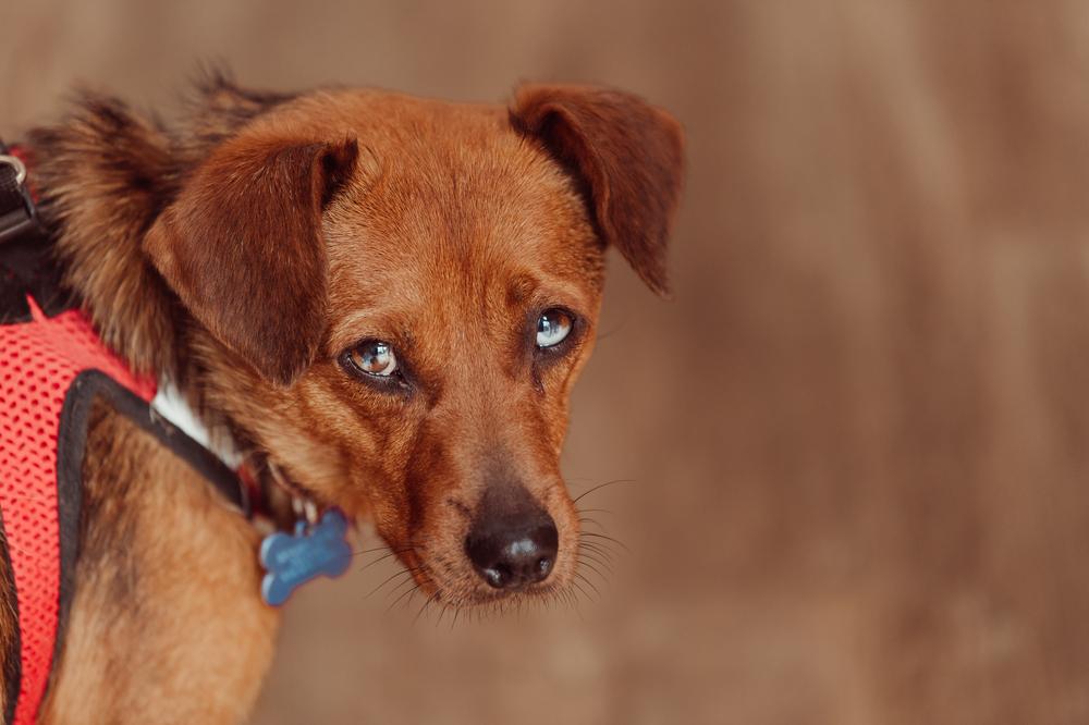 Tippi, Adoptable, Adult Female Terrier.