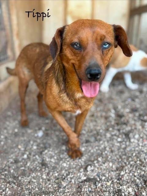 Tippi, a Adoptable mixed breed in Waunakee, WI image 2/4