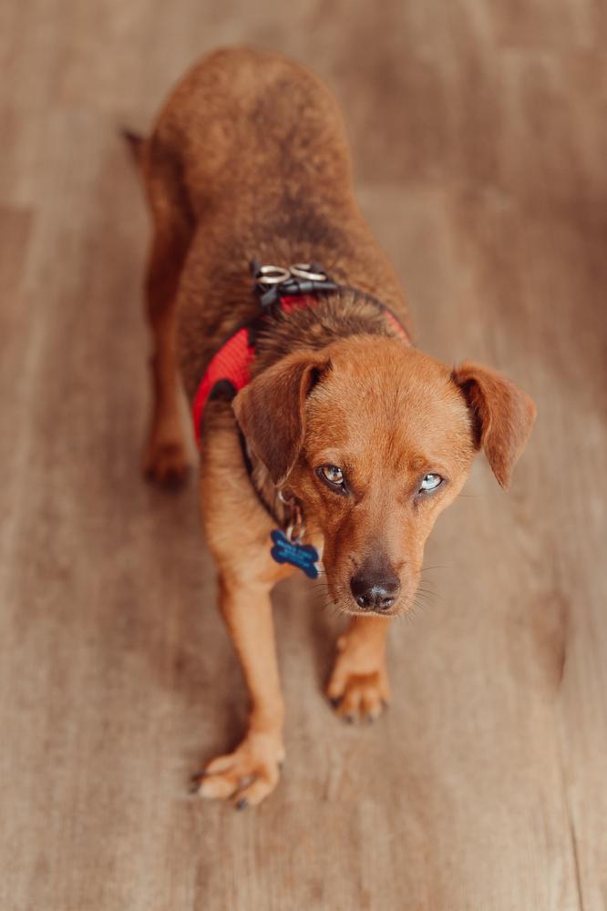 Tippi, a Adoptable mixed breed in Waunakee, WI image 3/4