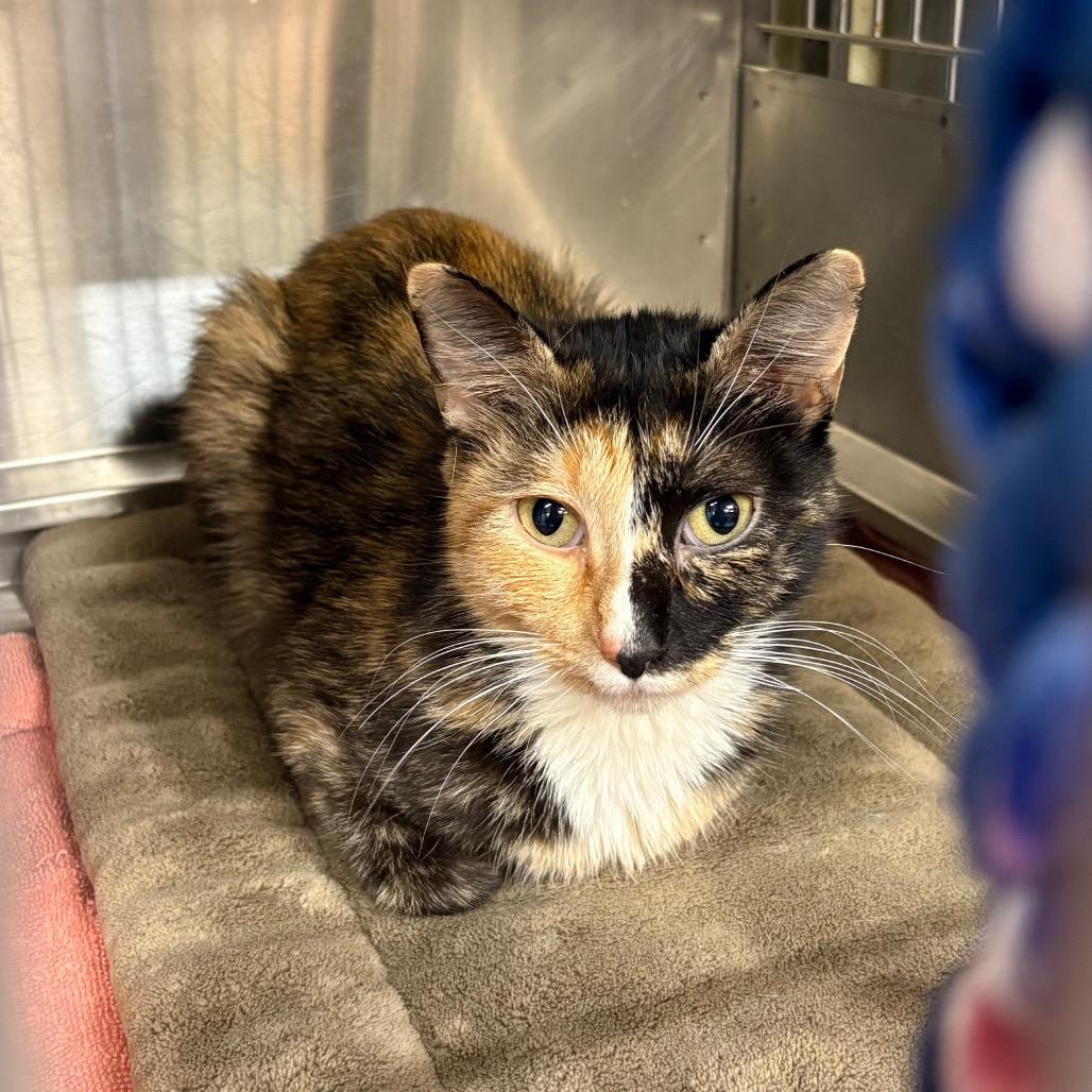 Pippy, Adoptable, Adult Female Domestic Short Hair.
