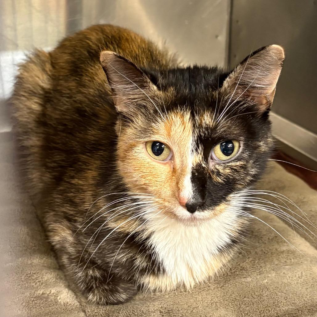 Enlarge Pippy, a Adoptable Domestic Short Hair in Springfield, IL image 2/2