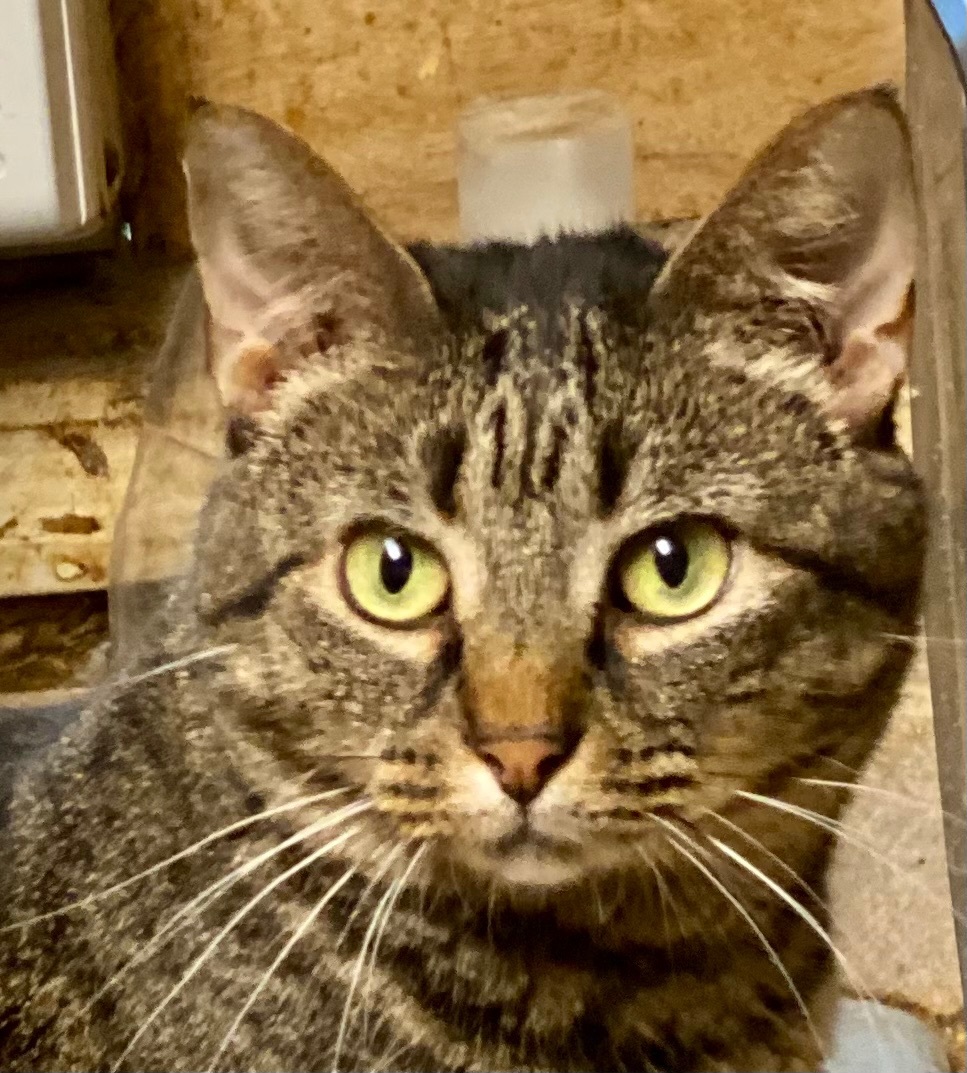 River, a Adoptable mixed breed in Buchanan, TN image 1/2