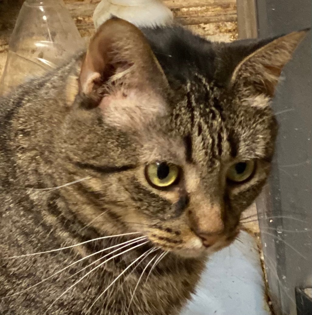 River, a Adoptable mixed breed in Buchanan, TN image 2/2