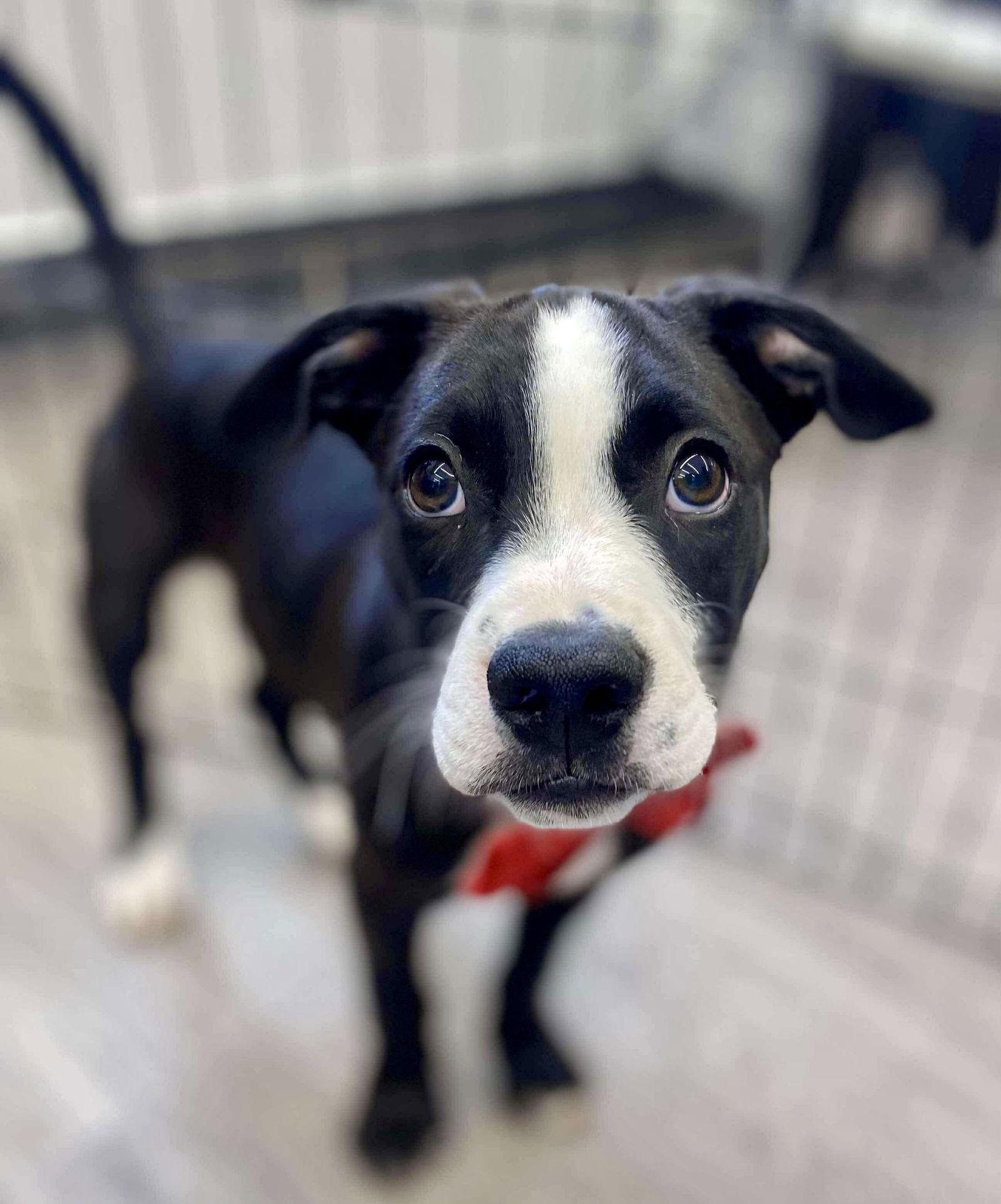 Crow, Adopted, Puppy Male Bearded Collie & Terrier.