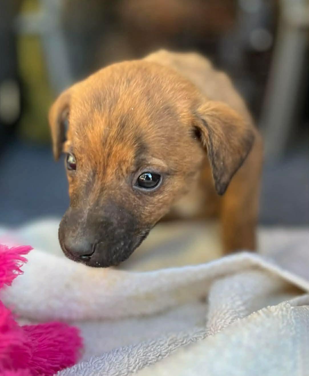 Enlarge Nico, a ADOPTABLE mixed breed in Centerville, TN image 2/2