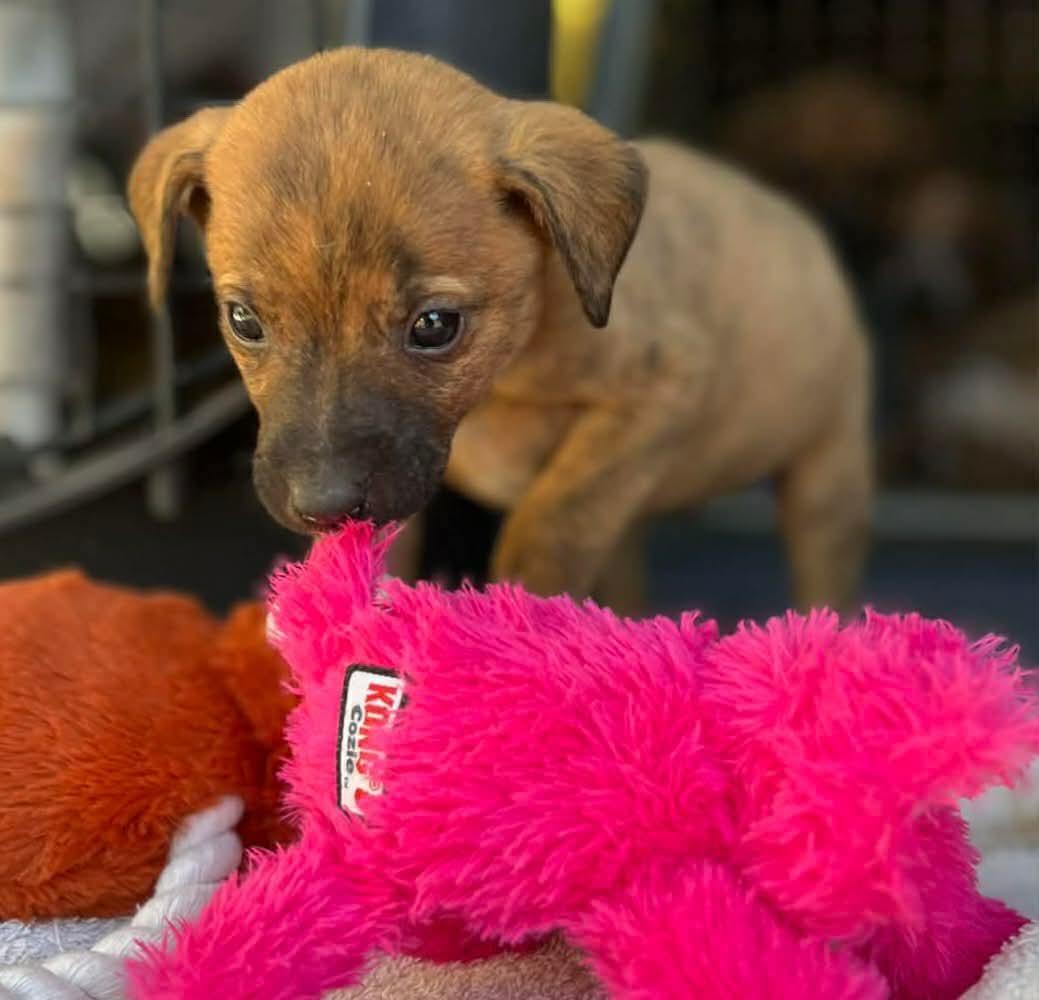 Enlarge Nico, a ADOPTABLE mixed breed in Centerville, TN image 1/2