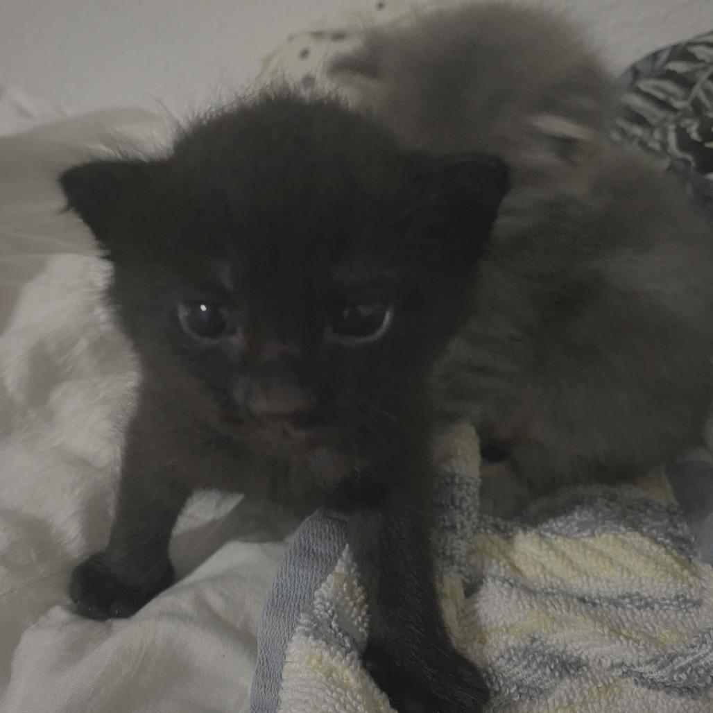 Rocky, Adoptable, Kitten Female Domestic Short Hair.