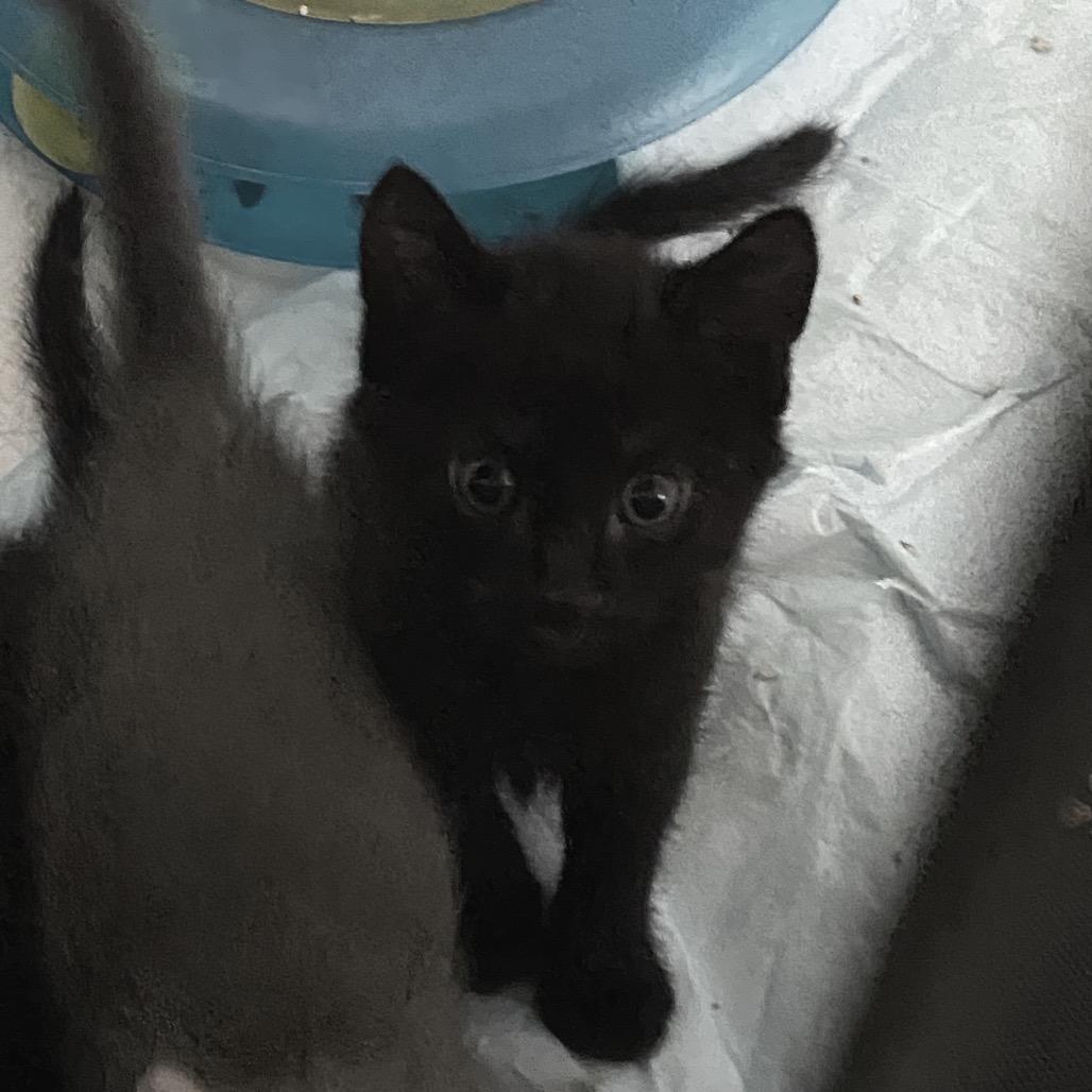Enlarge Rocky, a Adoptable Domestic Short Hair in Volcano, HI image 2/4