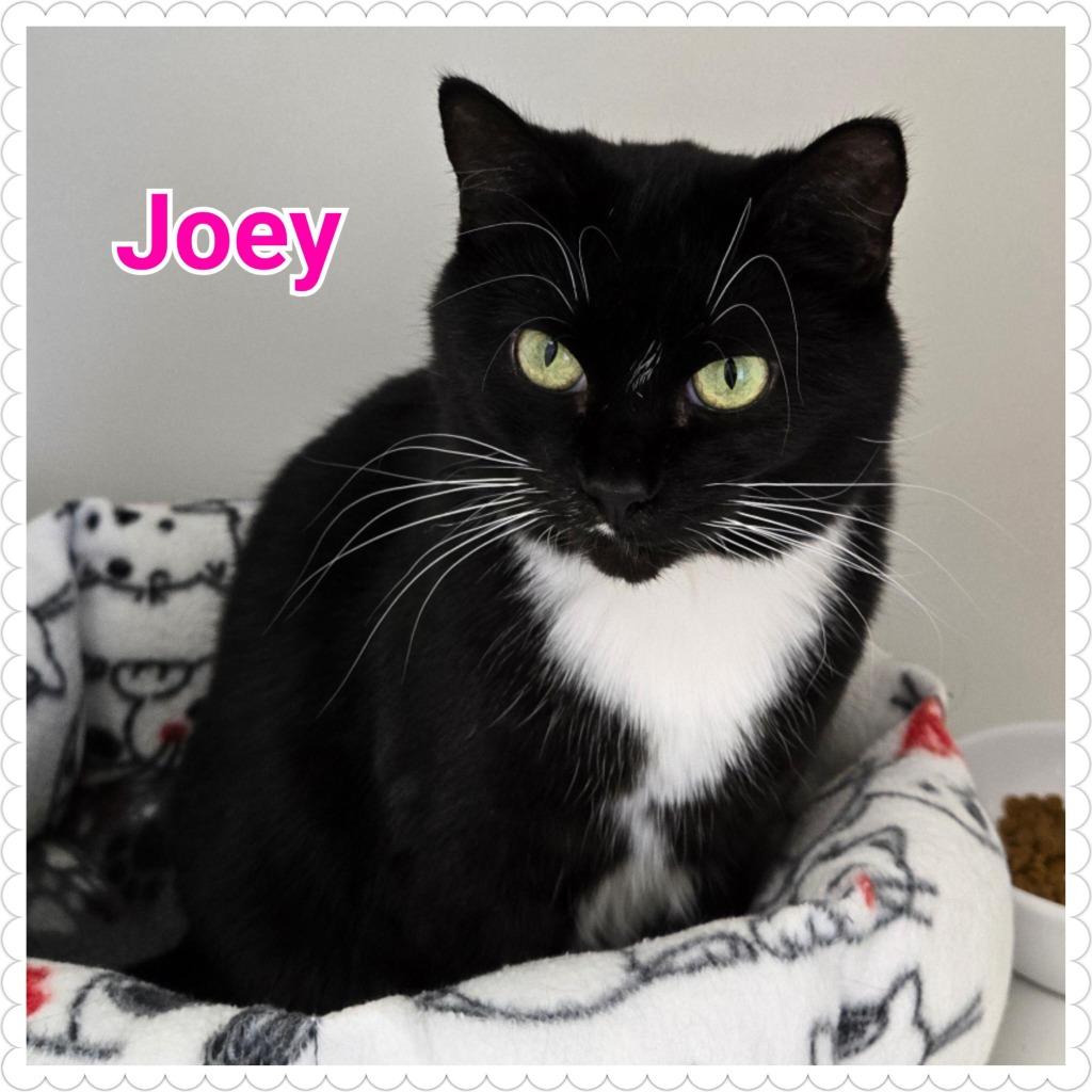 Joey, Adopted, Adult Female Domestic Short Hair.