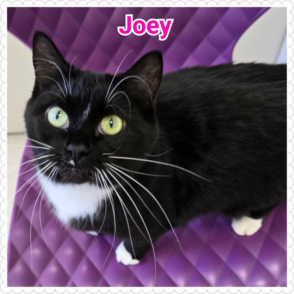 Enlarge Joey, a Adopted mixed breed in North Saint Paul, MN image 2/6