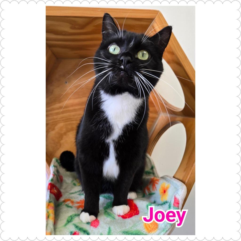 Enlarge Joey, a Adopted mixed breed in North Saint Paul, MN image 3/6