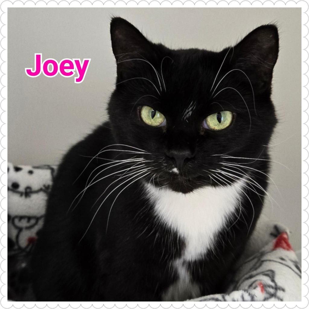 Enlarge Joey, a Adopted mixed breed in North Saint Paul, MN image 4/6